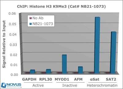 Chromatin Immunoprecipitation: Histone H3 [Trimethyl Lys9] Antibody [NB21-1073] - 2 ug of NB21-1073 was used to IP DNA from fixed Hela cells alongside a no antibody (No Ab) control. DNA was measured by qRT-PCR and normalized to total input (input=1).